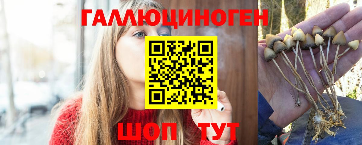 Елабуга  Галлюциногенные грибы Cubensis  где найти наркотики  Галлюциногенные грибы прущие грибы  Вход с VPN 